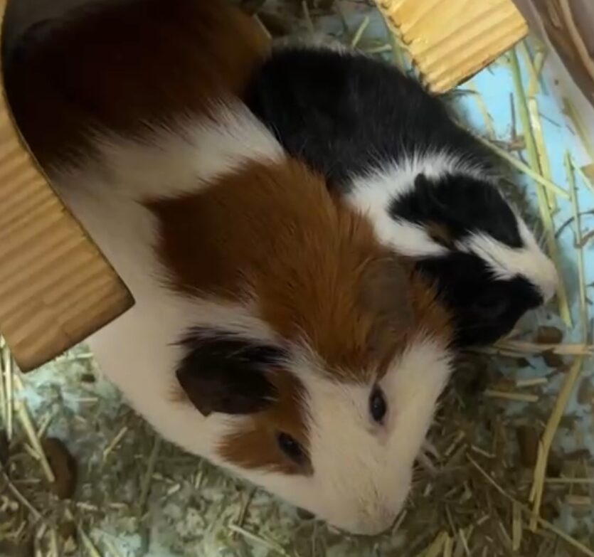 ちゃびびとくろみ